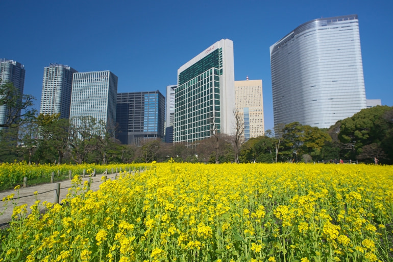 浜離宮恩賜庭園の菜の花とビル群